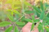 نرگنڈی (Vitex negundo) کو آیوروید میں ایک اہم دواؤں کا پودا سمجھا جاتا ہے