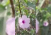 Behaya پودے کو آیوروید اور روایتی ادویات میں دواؤں کی خصوصیات سے مالا مال سمجھا جاتا ہے