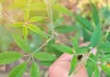 نرگنڈی (Vitex negundo) کو آیوروید میں ایک اہم دواؤں کا پودا سمجھا جاتا ہے