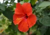 آیورویدک ادویات میں Hibiscus کے پھولوں کی خاص اہمیت ہے