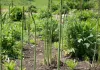 Asparagus ایک دواؤں کا پودا ہے جو طویل عرصے سے آیوروید میں استعمال ہوتا رہا ہے