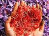 کشمیر میں زعفران کی بمپر پیداوار کی امید سے کسان خوش ہیں