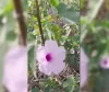 Behaya پودے کو آیوروید اور روایتی ادویات میں دواؤں کی خصوصیات سے مالا مال سمجھا جاتا ہے