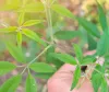 نرگنڈی (Vitex negundo) کو آیوروید میں ایک اہم دواؤں کا پودا سمجھا جاتا ہے