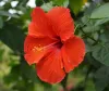 آیورویدک ادویات میں Hibiscus کے پھولوں کی خاص اہمیت ہے