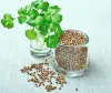 تیزابیت اور پیٹ کی جلن سے نجات دھنیا اور مشری سے