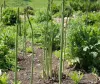 Asparagus ایک دواؤں کا پودا ہے جو طویل عرصے سے آیوروید میں استعمال ہوتا رہا ہے