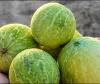 روایتی زندگی اور طبی علم میں تمبا کو خاص اہمیت حاصل ہے