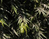 اشوک کے درخت کے پتوں اور پھولوں میں اینٹی آکسیڈنٹ خصوصیات ہیں۔