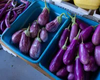 بینگن نہ صرف مزیدار ہے بلکہ صحت کے لیے بھی فائدہ مند ہے