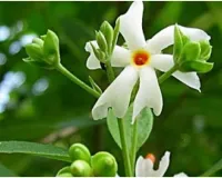 ہرسنگر کا پودا صحت کے لیے بہت فائدہ مند ہے