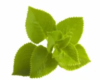 اجوائن کے پتے صحت کے لیے بہت فائدہ مند ہیں