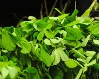 میتھی کے پتے صحت کے لیے ایک نعمت ہیں