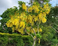 املتاس  کا استعمال مختلف قسم کی بیماریوں کو دور کرنے میں مدد کرتا ہے