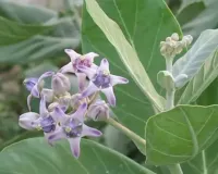 مدر نہ صرف مذہبی اہمیت کا حامل پودا ہے بلکہ اس میں دواؤں کی خصوصیات کا خزانہ بھی ہے