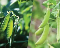 مٹر کے علاوہ ان کے گولے بھی فائدہ مند ہیں