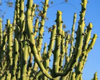 تھوہر کا درخت دواؤں کی خصوصیات سے مالا مال ہے