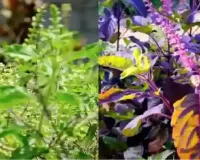 ہندو مت میں تلسی کے پودے کی بہت زیادہ اہمیت ہے