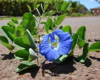 اپراجیتا پھول کو فائدہ مند اور کارگر سمجھا جاتا ہے