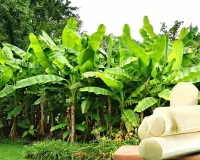 کیلے کے پتے دواؤں کی خصوصیات کا خزانہ ہیں