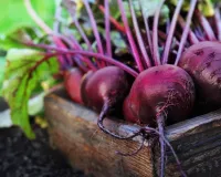 چقندر اپنی غذائی خصوصیات کے لیے جانا جاتا ہے