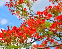 آیوروید میں گل موہر کو دواؤں کا پودا سمجھا جاتا ہے