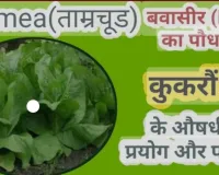 آیوروید میں، ککرونڈا کو دواؤں کی خصوصیات کا خزانہ سمجھا جاتا ہے