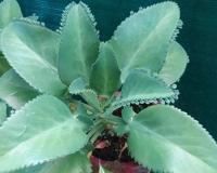 آیوروید میں پتھارچٹا    کو  پتھری کے لیے انتہائی موثر سمجھا جاتا ہے