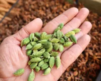 الائچی ہماری صحت کے لیے بہت فائدہ مند ہے۔