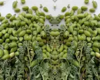 سبز چنا ہاضمے کے لیے انتہائی مفید ہے