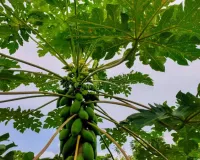 پپیتا  صحت کے لیے  انتہائی مفید ہے