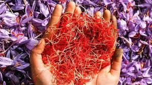 کشمیر میں زعفران کی بمپر پیداوار کی امید سے کسان خوش ہیں