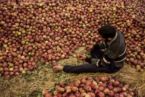 فروٹ پراسیسنگ پلانٹ سیب کے کاشتکاروں کے لیے ایک نعمت ثابت ہوگا