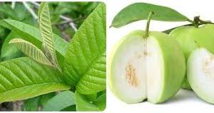 امرود کے پھل کے علاوہ اس کے پتے بھی فائدہ مند ہیں