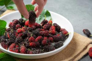 شہتوت کا پھل صحت کے لیے بے شمار فوائد فراہم کرتا ہے۔