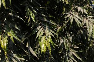 اشوک کے درخت کے پتوں اور پھولوں میں اینٹی آکسیڈنٹ خصوصیات ہیں۔