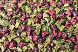 آبی شاہ بلوط ایک غذائیت سے بھرپور پھل ہے