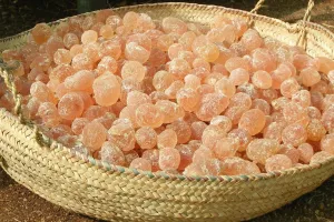 ببول کا گوند ہڈیوں کو مضبوط کرتا ہے اور جسم کی قوت مدافعت کو بڑھاتا ہے