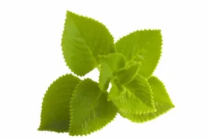 اجوائن کے پتے صحت کے لیے بہت فائدہ مند ہیں