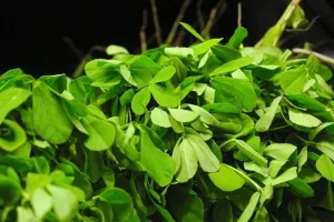 میتھی کے پتے صحت کے لیے ایک نعمت ہیں