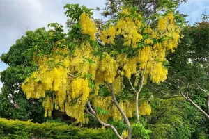 املتاس  کا استعمال مختلف قسم کی بیماریوں کو دور کرنے میں مدد کرتا ہے