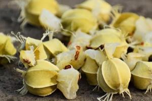 آملہ کے بیجوں کو بھی طبی خصوصیات سے مالا مال سمجھا جاتا ہے