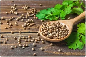 دھنیا کے بیجوں کا پانی صحت کے لیے انتہائی مفید ہے