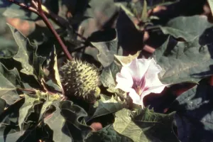 دھتورا کو مذہبی اور طبی نقطہ نظر سے خاص اہمیت حاصل ہے