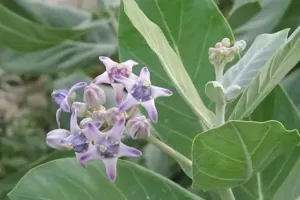 مدر نہ صرف مذہبی اہمیت کا حامل پودا ہے بلکہ اس میں دواؤں کی خصوصیات کا خزانہ بھی ہے