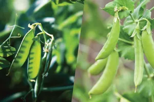 مٹر کے علاوہ ان کے گولے بھی فائدہ مند ہیں