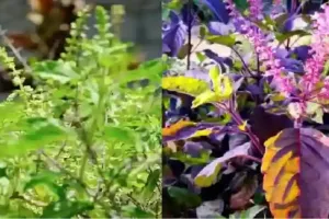 ہندو مت میں تلسی کے پودے کی بہت زیادہ اہمیت ہے