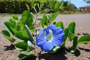 اپراجیتا پھول کو فائدہ مند اور کارگر سمجھا جاتا ہے