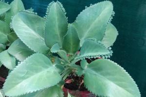 آیوروید میں پتھارچٹا    کو  پتھری کے لیے انتہائی موثر سمجھا جاتا ہے