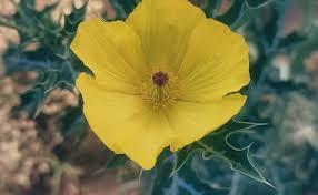 آیوروید میں، ستیانشی کو طاقت بڑھانے والی دوا کے طور پر بڑے پیمانے پر استعمال کیا جاتا ہے